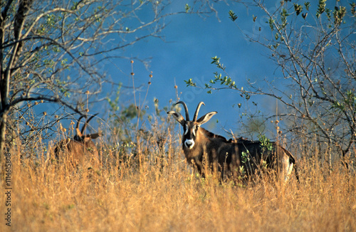 Antilope rouanne, hippotrague, Hippotragus equinus, Parc national de la Ruaha, Tanzanie photo