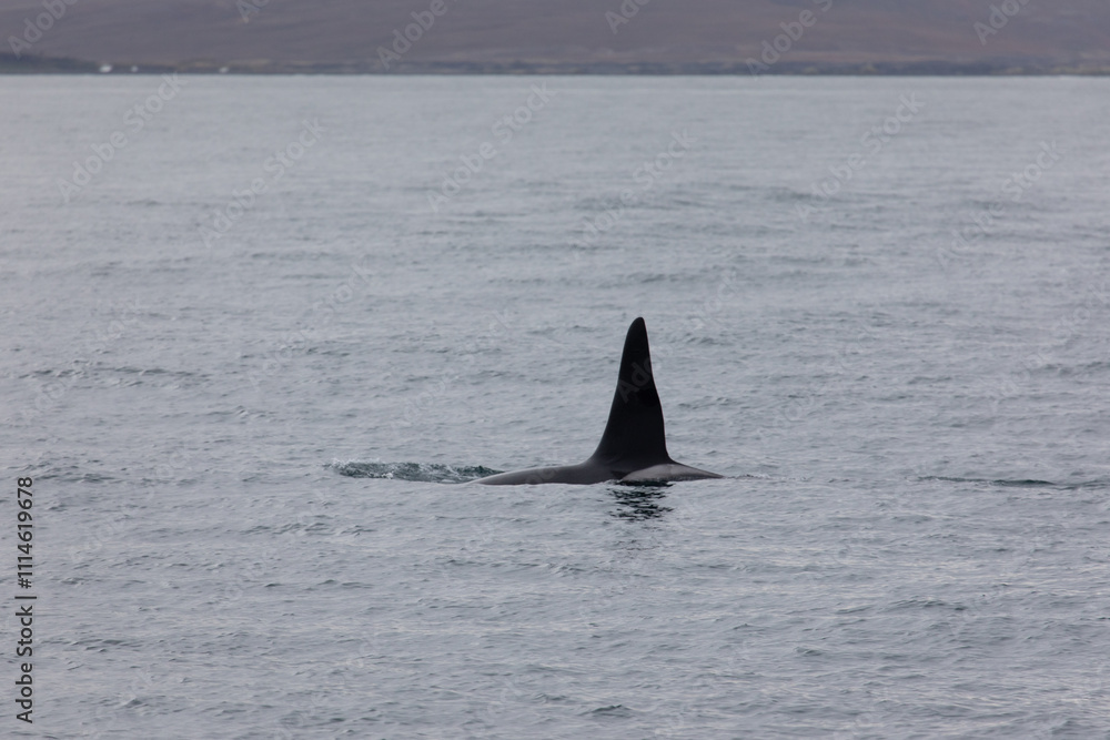 Naklejka premium Wale