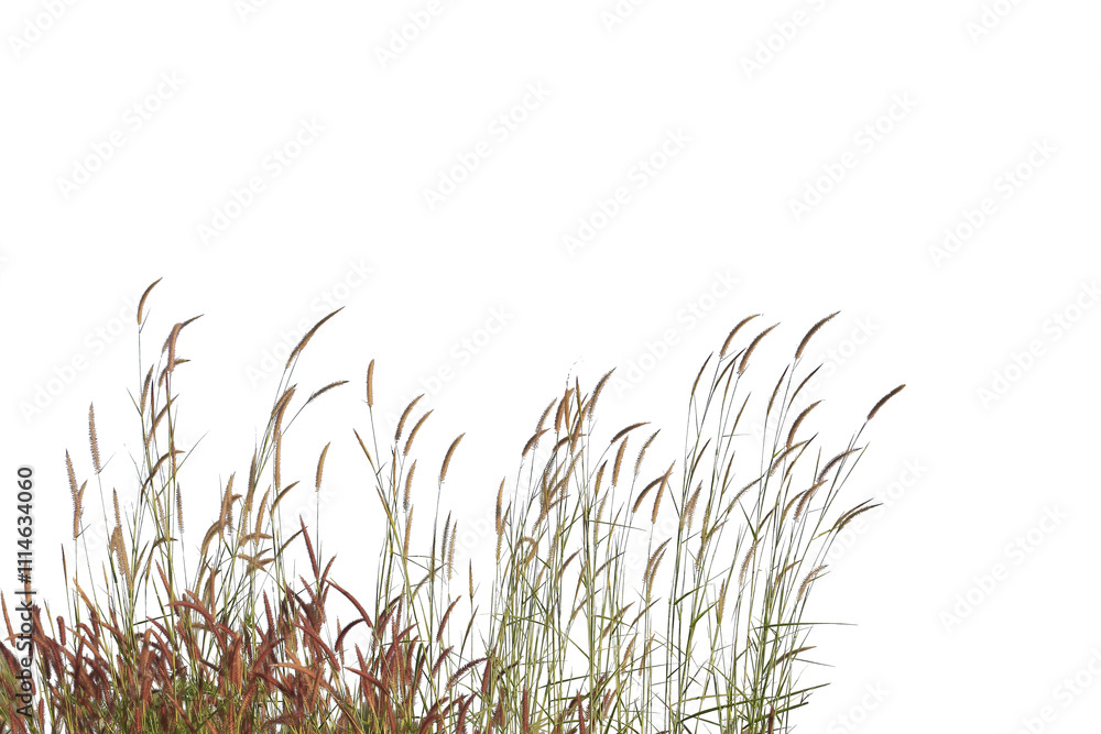 Grass isolated on white background. Clipping path. Grass isolated on white background. Clipping path.
