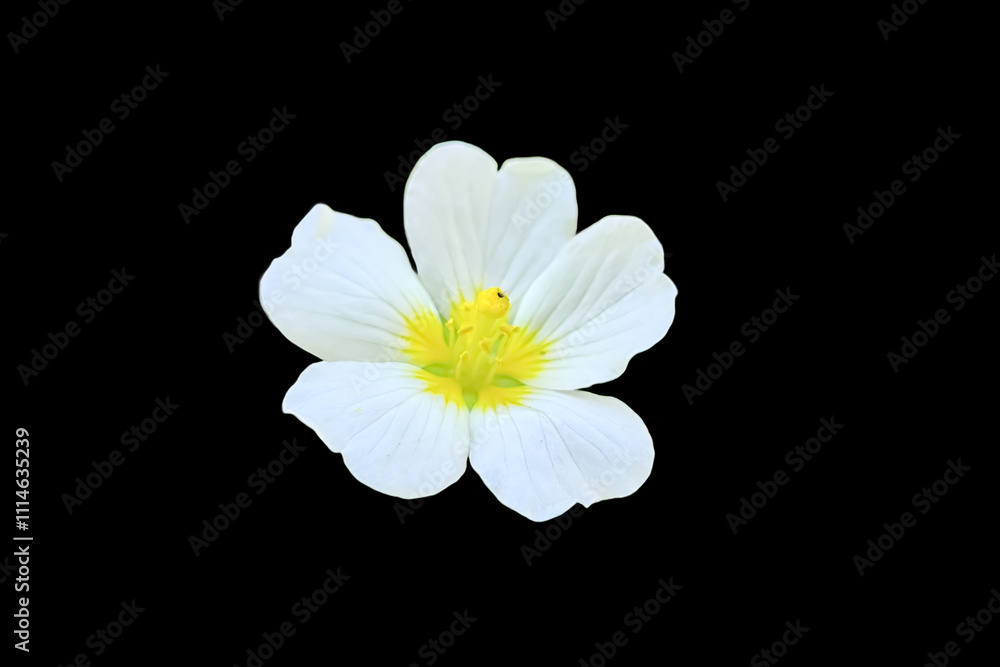 Obraz premium Close up view of water primrose or Ludwigia peploides is a species of evening primrose family known by floating primrose-willow and creeping water primrose with natural background. Mulcha, Keshordam.