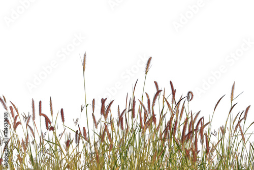 
Grass isolated on white background. Clipping path.