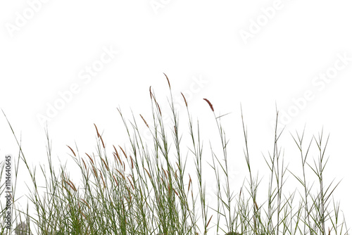 Dried grass isolated on white background.Save with clipping path.