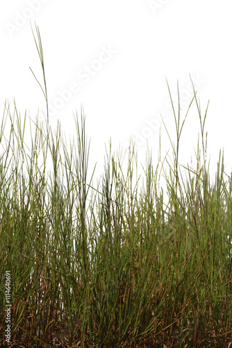 Dried grass isolated on white background.Save with clipping path.