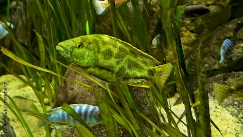 Close view of jaguar cichlid fish swimming underwater	
 photo