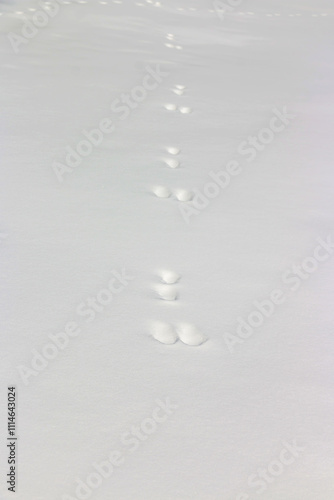 A white snowy ground with a few footprints of rabbit in it