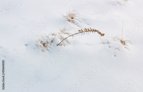 White snowdrifts with brown grass on a forest path in winter