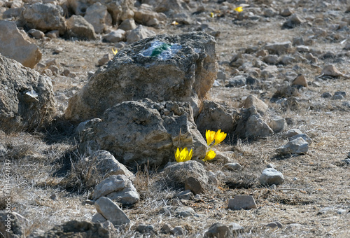 Sternbergia bloom in November in the Negev desert photo