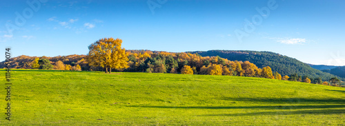 Beautiful panoramic oak tree in green field and forest in autumn with 