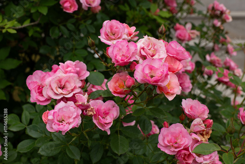 A mass of small pink double flowers and green buds of the polyantha rose The Fairy or Feerie, Perle Rose in the shade of the garden. photo