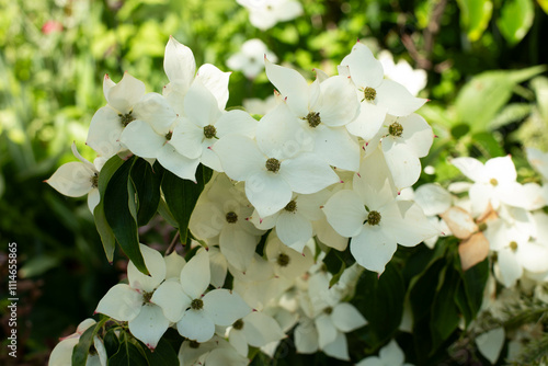 Cornus florida, flowering dogwood. cornel blossom. photo