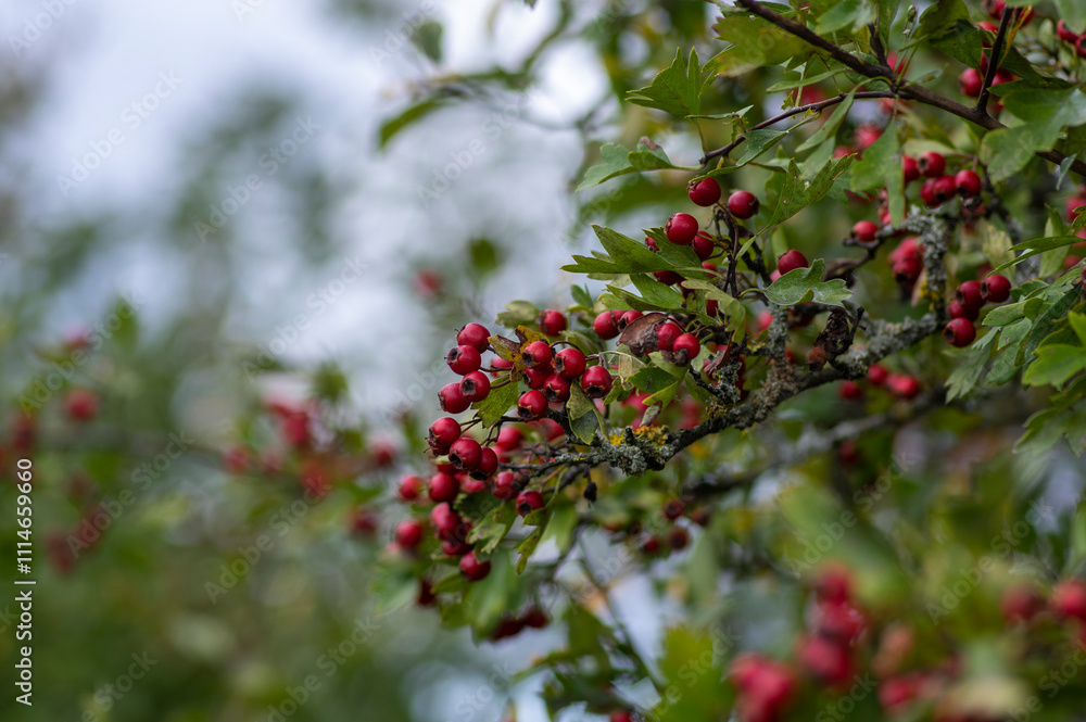 Crataegus monogyna common one-seed hawthorn hawberry with red ripened fruits on tree branches