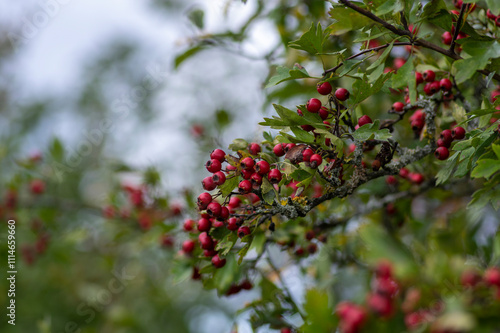 Obraz na płótnie Crataegus monogyna common one-seed hawthorn hawberry with red ripened fruits on tree branches w salonie