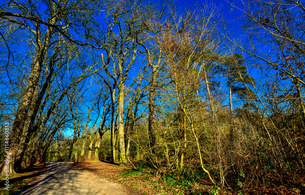 Obraz premium trees in the park