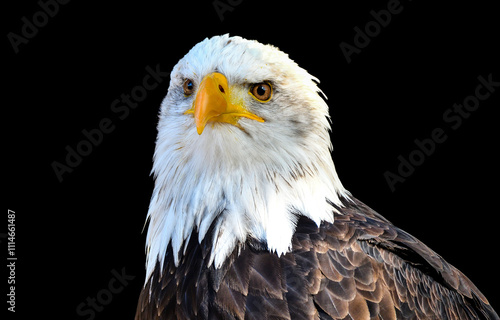 american bald eagle photo