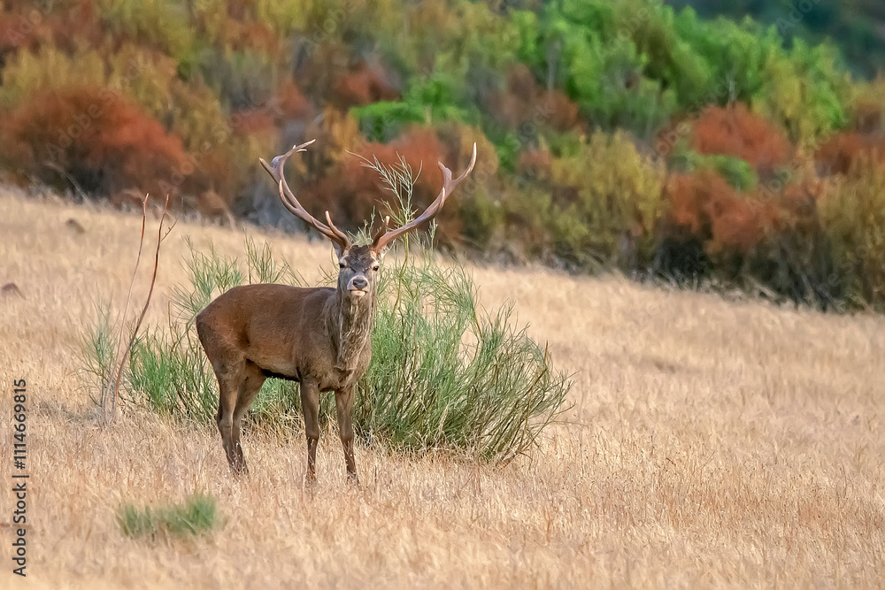 Fototapeta premium Ciervo en época de berrea, en el parque natural de Cazorla, Segura y Las Villas.