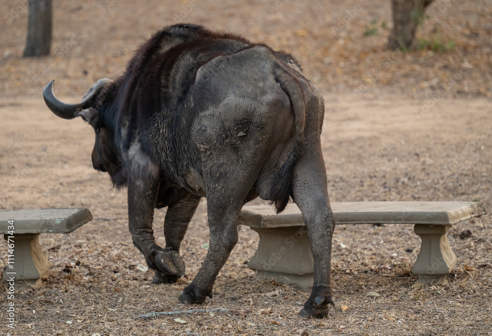Fototapeta premium Afrikanische Tiere Kaffernbüffel oder auch Afrikanischer Büffel Steppenbüffel genannt, im Busch vom Krüger National Park - Kruger Nationalpark Südafrika