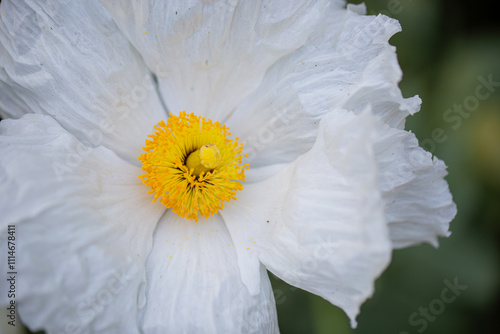 Argemone Albiflora, Matilija Poppy Flower Art Prin, Southwestern prickly poppy close-up, Romneya Coulteri, California Tree Poppy
