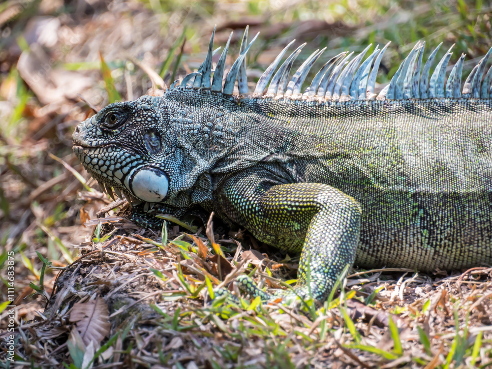 Fototapeta premium Animal. Amazonia. Lizard