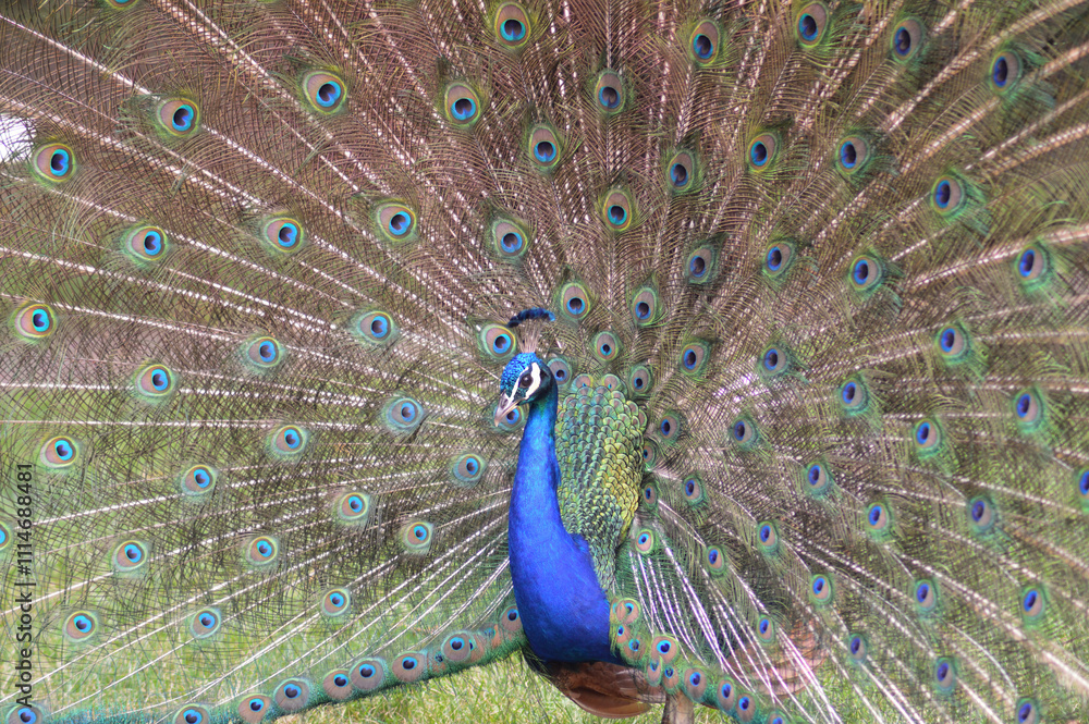 Fototapeta premium Peacock with open tail, mating action, display of the tail to attract the female, feathers, colors and beauty of the birds