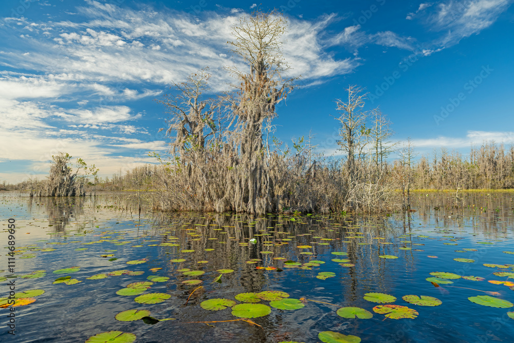 Cypress and Spanish Moss on a Island in the Swamp