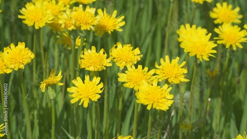 A clearing of bright yellow flowers in a green meadow. Wall Hawkweed or Hieracium murorum photo