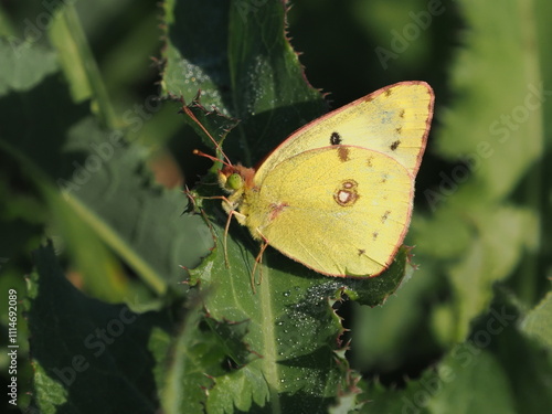 Żółty motyl z rodzaju Colias na liściu pokrytym kroplami rosy photo