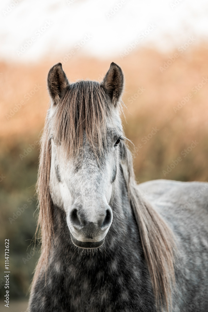 Obraz premium beautiful grey pony horse mare portrait with winter coat and long mane