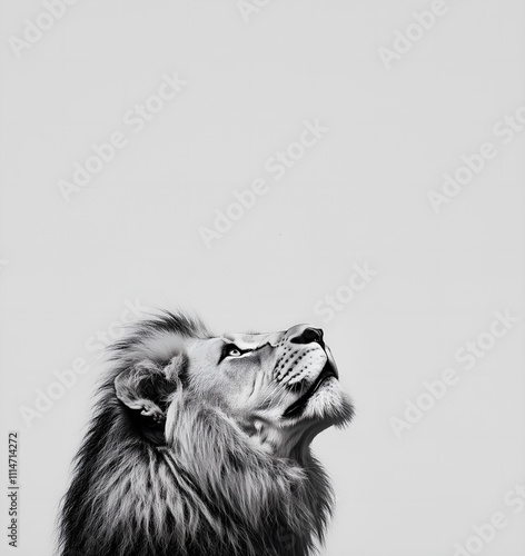 portrait of a lion who is looking up; white & black realistic leo head; copy space photo