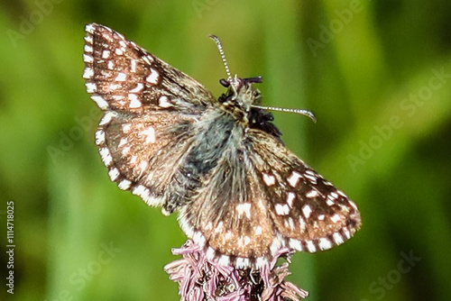 Kleiner Würfel-Dickkopffalter, Grizzled skipper photo