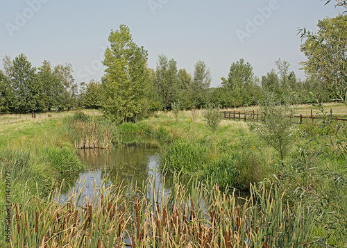 creek through a cloudy spring marsh landscape with reed and trees in Bourgoyen nature reserve, Ghent, Flanders, Belgium  photo