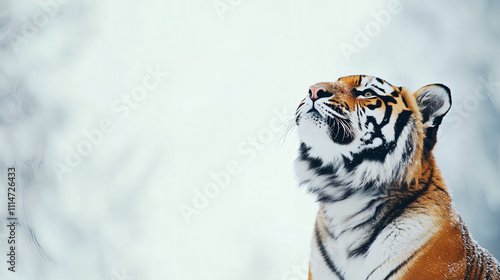 calm, strong wildcat: bengal tiger looking up during white winter; copy space; wild winter offer promotional banner  photo