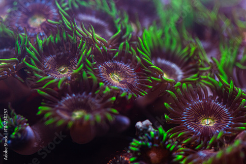 Obraz na plátne Zoanthus Coral in Reef Tank or Aquarium Macro