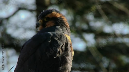 Black-Breasted Buzzard photo