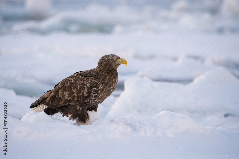 Fototapeta premium Majestic White-tailed Eagle (Haliaeetus albicilla) perched on snow-covered terrain, displaying its strong build and intense gaze in a winter Arctic setting.