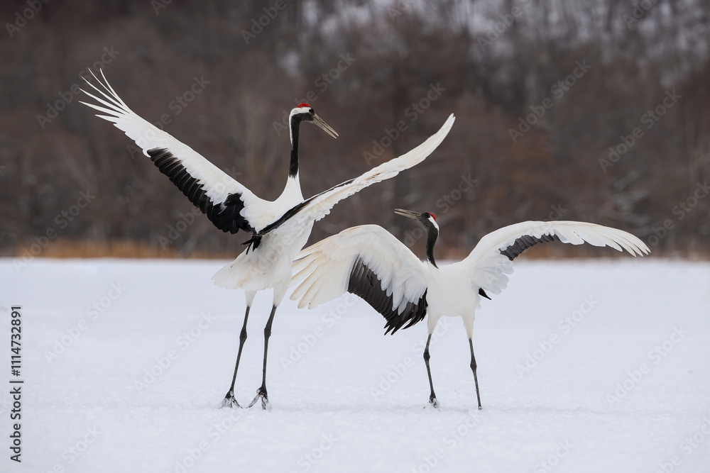 Obraz premium Pair of Red-crowned Cranes (Grus japonensis) performing courtship dance in snow-covered landscape