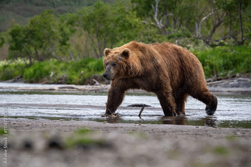 Fototapeta premium Imposing Coastal Brown Bear (Ursus arctos) Traversing a Tranquil Riverbank, Surrounded by Lush Greenery in Alaska's Wild Landscape