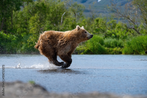 Brown Bear (Ursus arctos) sprinting through a vibrant river landscape, showcasing raw power and determination in a dynamic pursuit.