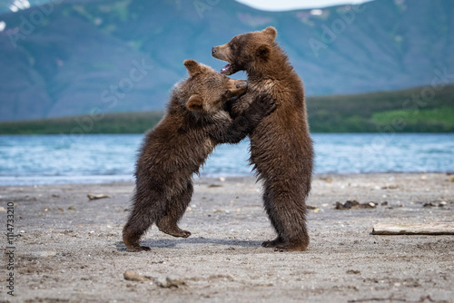 Brown Bear Cubs (Ursus arctos) Engaged in a Gentle Wrestling Match on a Quiet Lakeshore Amidst a Peaceful Mountain Setting