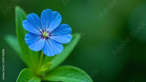 a blue flower with green leaves in the foreground, set against a blurred background The flower is vibrant and stands out against the green backdrop