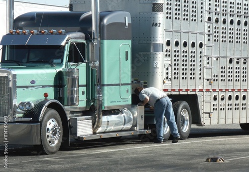 Driver of livestock hauler performs pre trip inspection.