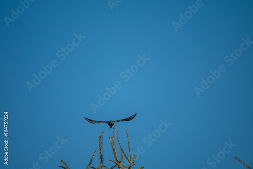 Jackdaw Taking Flight from Tree