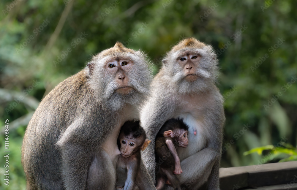 Monkey mothers with their childrens in Monkey sanctuari Ubud, Bali, Indonesia Monkey mothers with their childrens in Monkey sanctuari Ubud, Bali, Indonesia