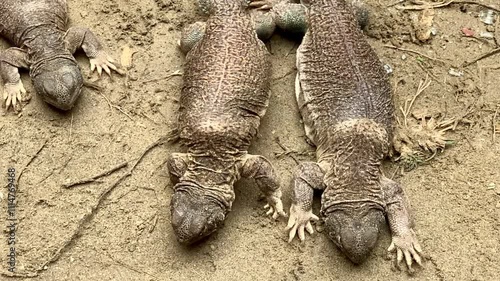 Arabian Spiny Tail Lizard.Sara Hardwick.Sinda Lizard Oil.The oil extracted from the spiny lizard treats a  including muscle and joint pain. An oil produced by boiling down body fat. Slowmotion Footage photo