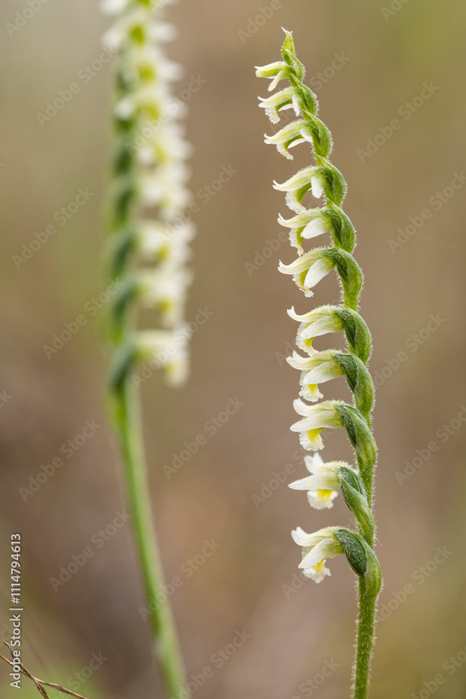 Spiral-shaped flowers on delicate green stems in blurred background Spiral-shaped flowers on delicate green stems in blurred background