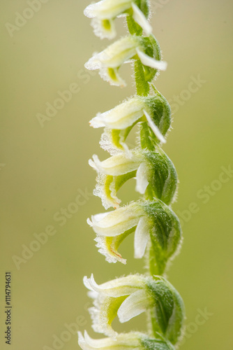 Close-up of a delicate green orchid flower in full bloom photo