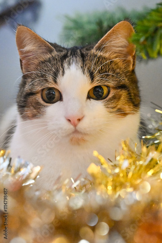 Portrait of a cat with tinsel in front of her.