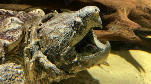 Axolotl im Aquarium.