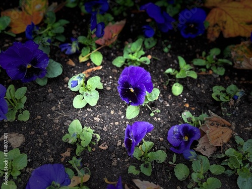 Blooming vibrant purple violet flowers in the garden. Cortinarius violaceus, violet webcap, violet cort. Purple pansy viola cornuta tricolor, viola wittrockiana, violaceae, heartsease a wildflower.
 photo