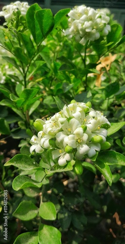 The beauty and freshness of the Kemuning (murraya paniculata) flower when the flower is in full bloom photo