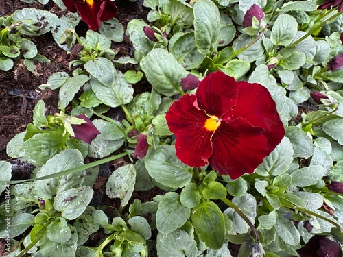 Blooming red pansy flowers in the garden. Close-up. Cortinarius violaceus, violet webcap, violet cort. Red pansy flower viola cornuta tricolor, viola wittrockiana, violaceae, heartsease a wildflower.
 photo